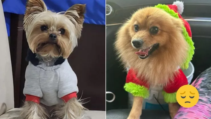 perros perdidos cdmx y edomex.jpg