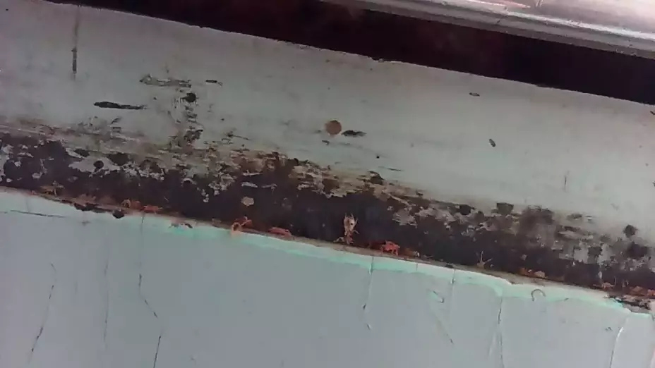 Supuesta plaga de chinches invadiría el Metro CDMX