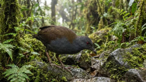 Rascón de Galápagos