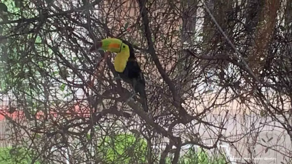 tucan mariano perdido cdmx.jpg