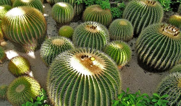 acitrón