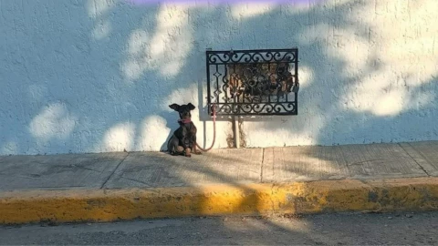 Abandonan a perrito amarrado durante la madrugada en Cuernavaca.