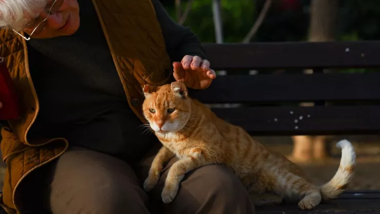 La verdad sobre si puedo deducir gastos de mis mascotas en la Declaración anual 2024
