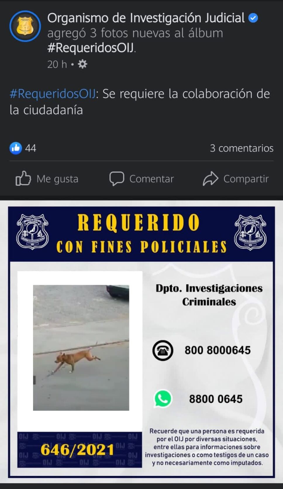 perrito_memes