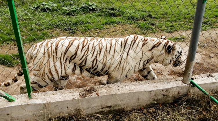 Tigre de bengala Xicotepec, Puebla