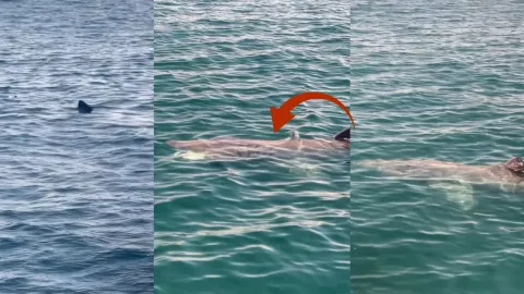 Tiburón en Newport Beach, California ¿Cómo se vio el viernes 21 de marzo de 2025? (VIDEO)