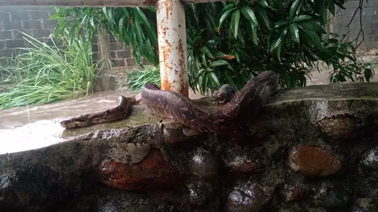 Boa se desliza por las calles de Tapachula tras fuertes lluvias: vecinos alarmados