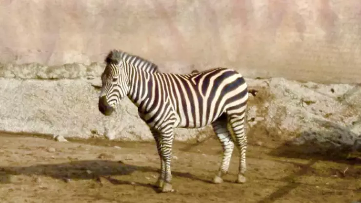 Cebra del Zoológico de Aragón muere por ataque de antílope