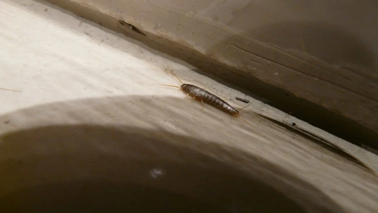 como eliminar pececillo de plata