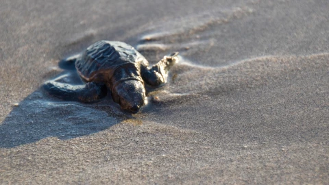 Tortuga marina rescatan crías en Baja California en temporada de anidación