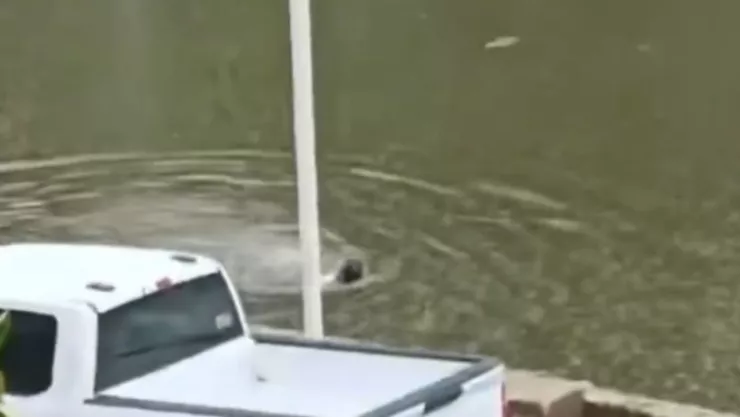 Cocodrilos en lago de Villahermosa