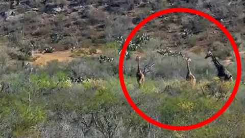 Sorprende avistamiento de jirafas en Coahuila.