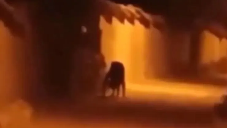 VIDEO: Captan a supuesto nahual en la selva de Chiapas