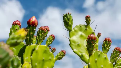 Nopal 