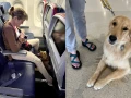 perros-asistencia-eu-2
