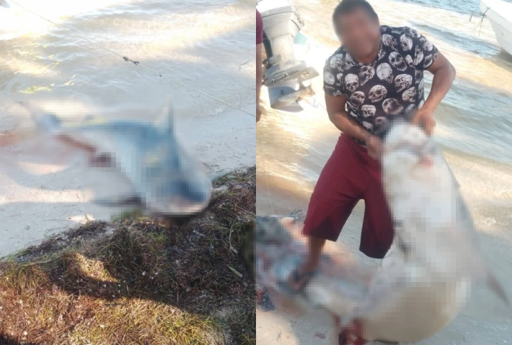 Pescadores de Santa Clara hallan TIBURÓN MUERTO a la orilla del mar; esto es lo que se sabe