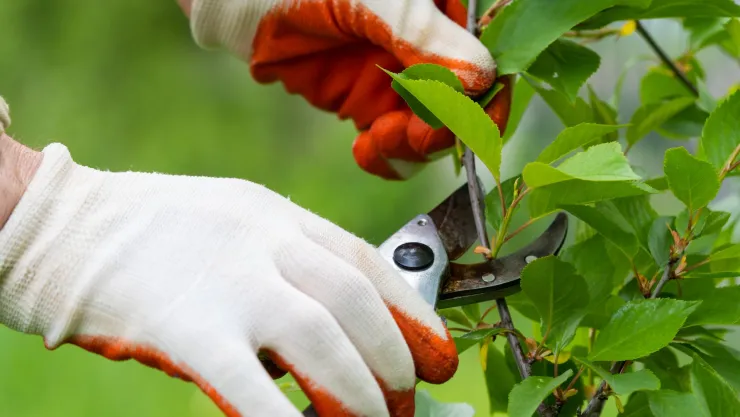 Estas son las plantas que debes podar en agosto 2024