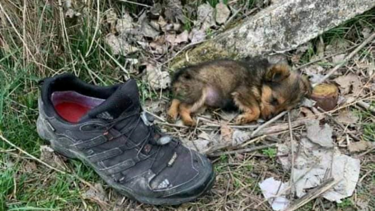 perrito vivía a lado de un zapato.jpg