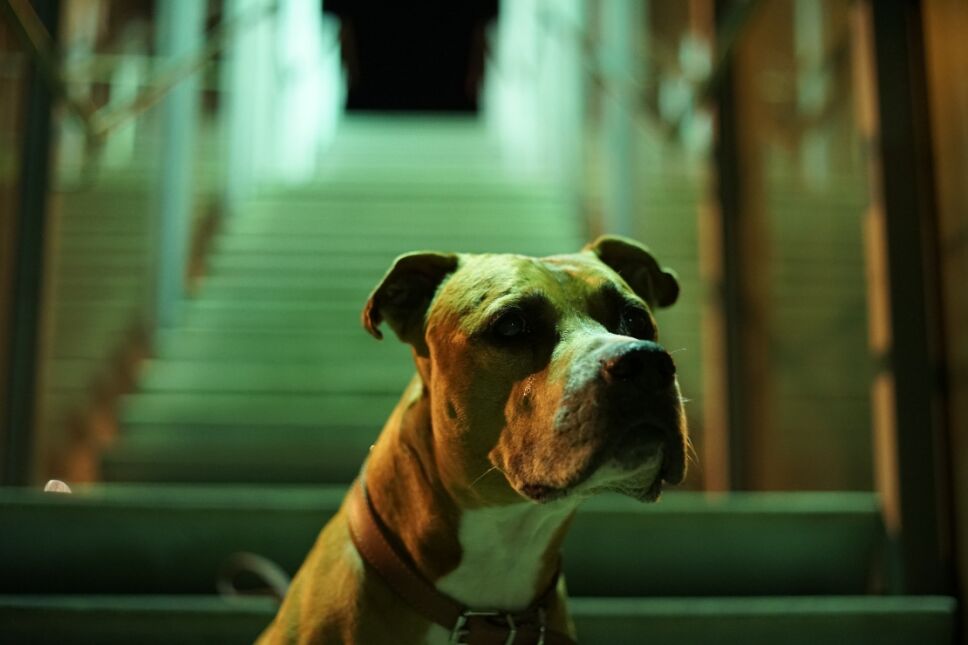 perro pitbull