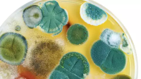 pan moho pedazo B.jpg