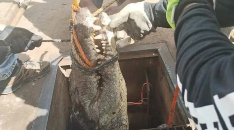 El cocodrilo fue descubierto por trabajadores de drenaje y alcantarillado en Tamaulipas