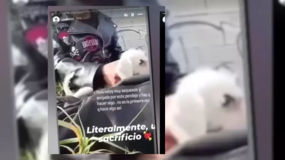 Jóvenes detenidos en NL por presunto asesinato de perro difundido en redes sociales