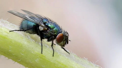 Trucos para terminar con las molestas moscas en temporada de calor, ¡ya!