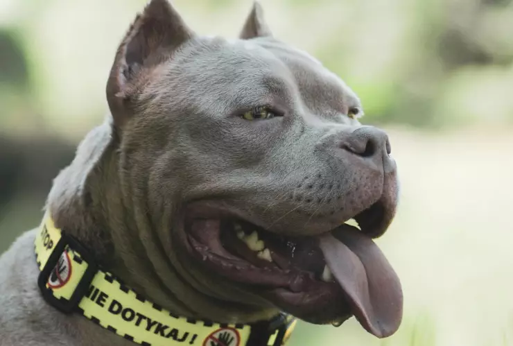 Muere niño de 5 años tras ser brutalmente atacado por un perro pitbull; ¿cómo ocurrió?