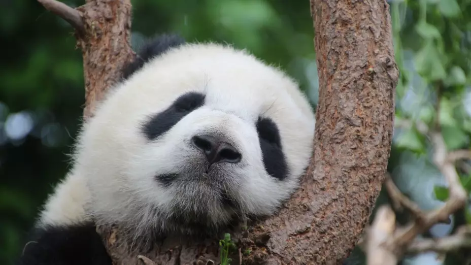 Osos panda