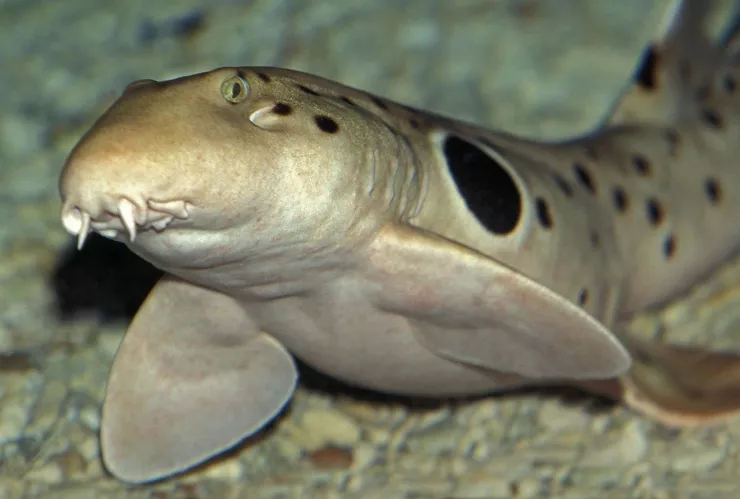 captan a un tiburón que puede caminar fuera del agua conocido como pintarroja colilarga ocelada.jpg