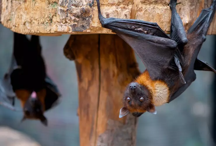 Santuario de Santa Eulalia