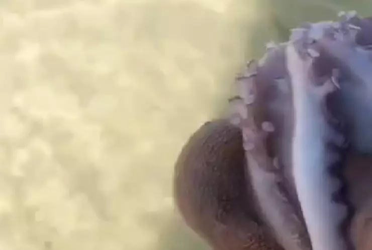 Especies recalan en la orilla de la costa yucateca y pescadores quedan sorprendidos