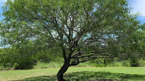 Árboles no levantan banquetas