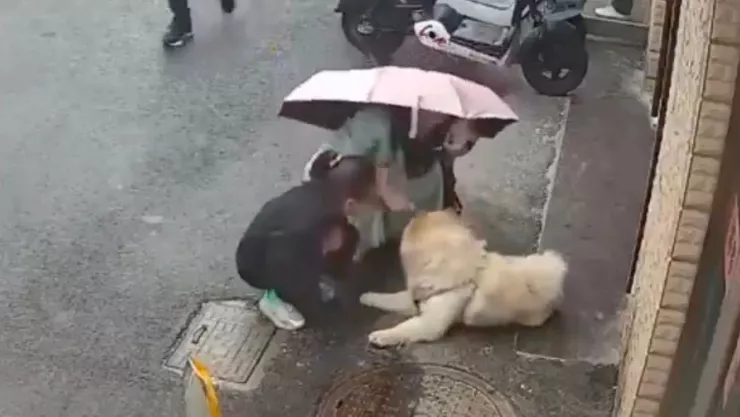 Video viral reaviva debate sobre ataques de perro a mujer en China durante paseo con su hija