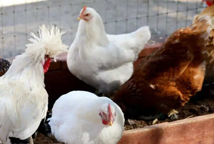 Gripe aviar cómo se origina y causas de contagio en humanos