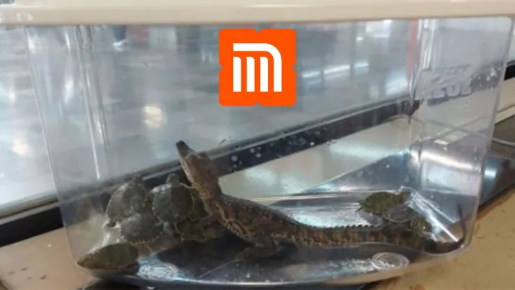 Metro CDMX Decomisan un caimán y 11 tortugas en una maleta dentro de la Línea 7.jpg