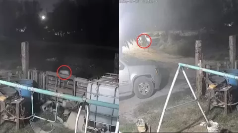 VIDEO | ¡ATERRADOR! Captan a un perro transformándose en humano en Veracruz: ¿es un nahual?