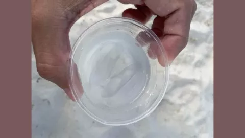 medusa en playa de cancún.jpg