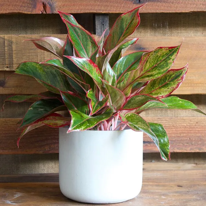 5 plantas de interior que son ideales para poner en el baño como decoración: no requieren de cuidados