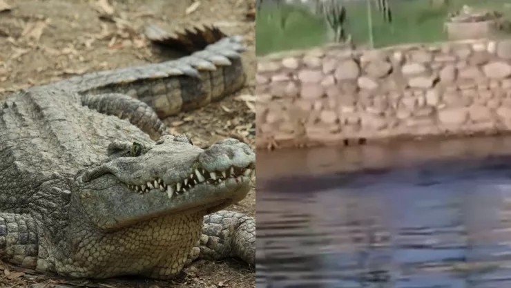 Cocodrilo devora a hombre en Tabasc