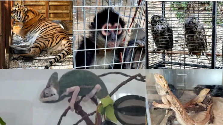 Animales asegurados tras cateo en Tijuana