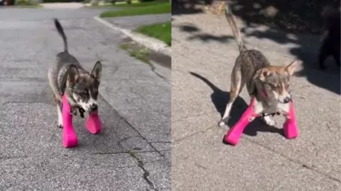 Perrito logra caminar tras recibir prótesis