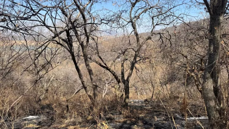 Incendios forestales consumieron 441 hectáreas del Cerro Viejo en Tlajomulco