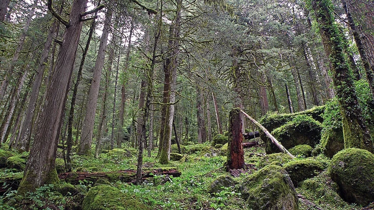 bosques_tierra_nasa