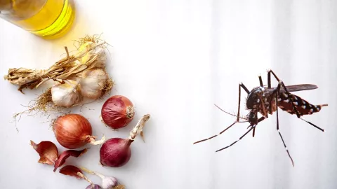 El aceite, el ajo y la cebolla también puede disminuir los efectos de las picaduras de los mosquitos