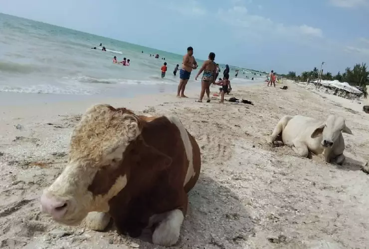 ÚLTIMA HORA_ Regresan las vacas a Celestún, ¡Están de VACAciones!