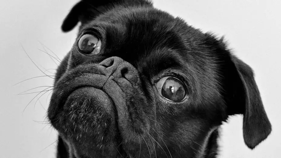 Cuál es la multa por no recoger la popó de tu perro en CDMX