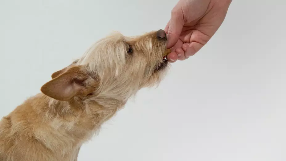 Hay al menos seis tipos de fruta que puede comer un perro y que traen beneficios a su organismo
