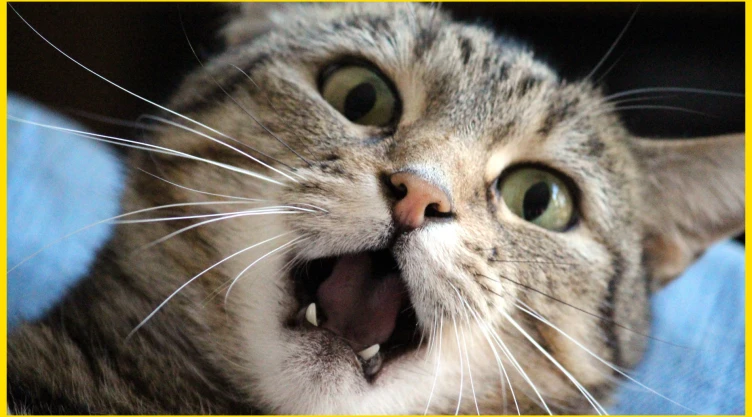 Gato.png