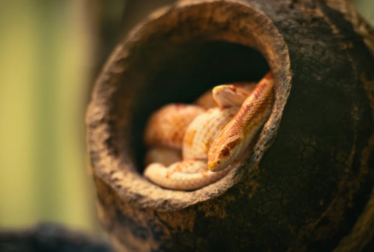 ¿Cómo identificar un nido de serpientes? Tras los recientes avistamientos en Tijuana
